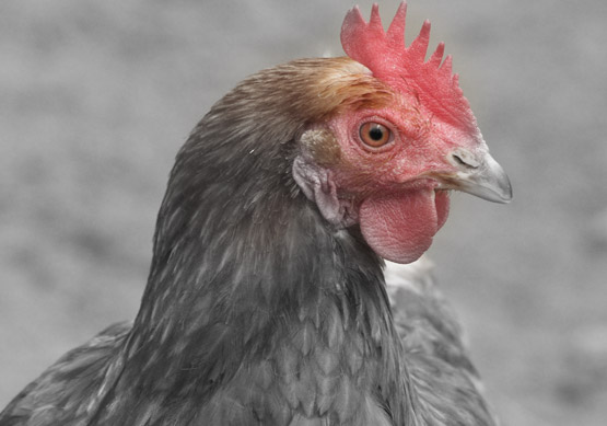 Livestock%20Chicken%20Head