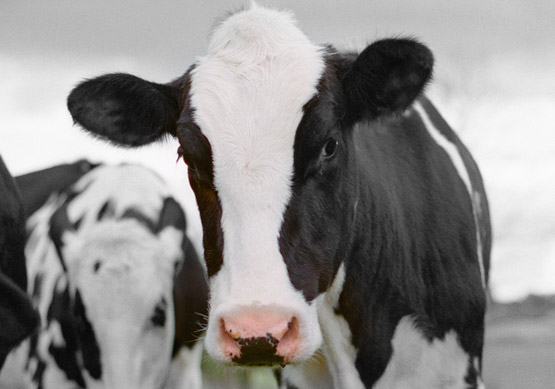 Livestock%20Cow%20Head