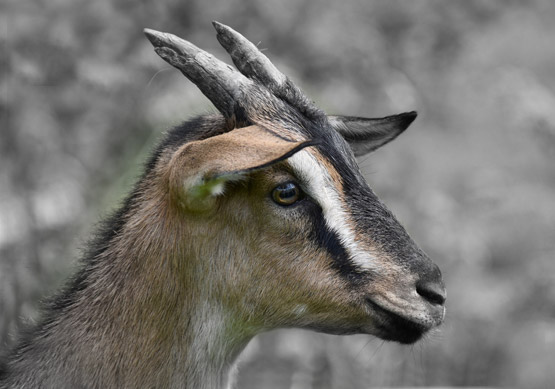 Livestock%20Goat%20Head