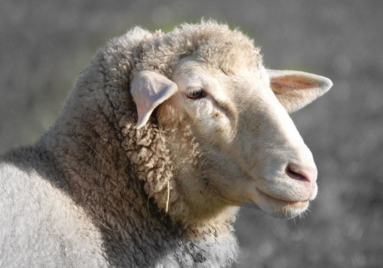 Livestock%20Sheep%20Head